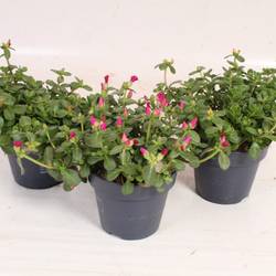 Portulaca mix Nano im Topf T15 H018