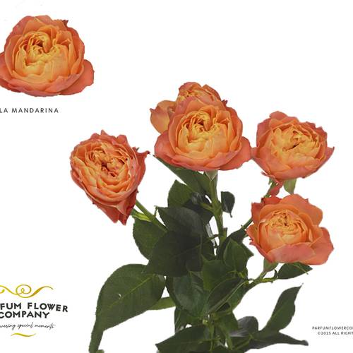 Rose verzweigt orange La Mandarina 50cm