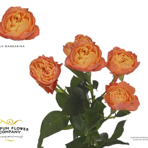 Rose verzweigt orange La Mandarina 50cm