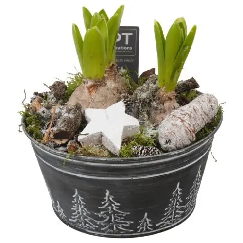 Hyac.Arr PTWH7778 weisse Bl. Weihnachten T18 H032