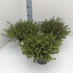 Erica Darl rot T13 H25