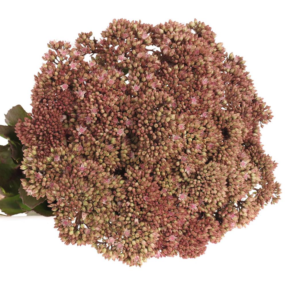 Sedum rosa/rot Natur Matrona 55cm