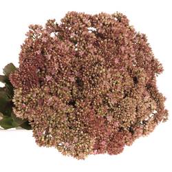 Sedum rosa/rot Natur Matrona 55cm