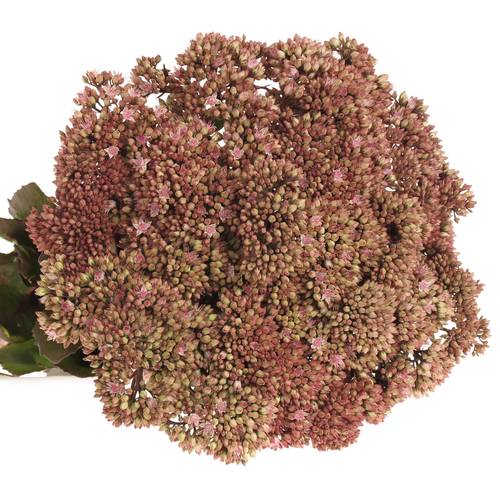 Sedum rosa/rot Natur Matrona 55cm