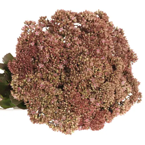 Sedum rosa/rot Natur Matrona 55cm