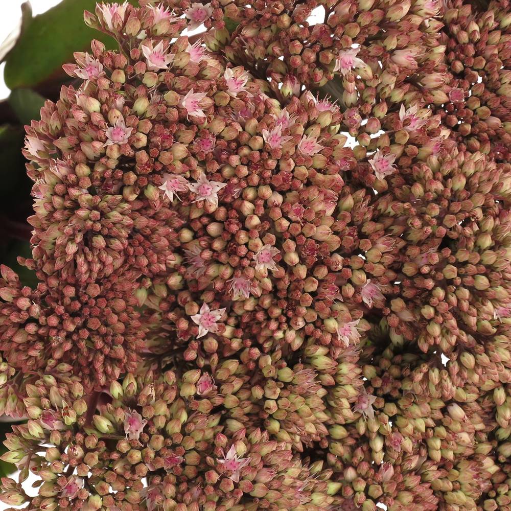 Sedum rosa/rot Natur Matrona 55cm