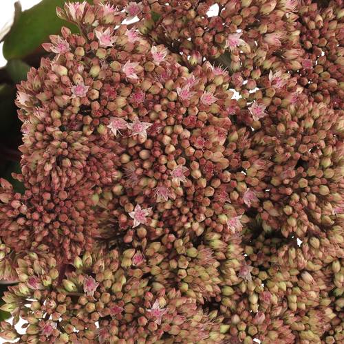 Sedum rosa/rot Natur Matrona 55cm