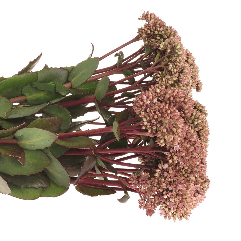 Sedum rosa/rot Natur Matrona 55cm