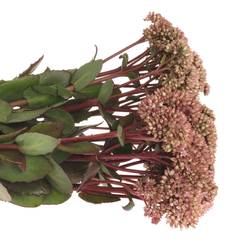 Sedum rosa/rot Natur Matrona 55cm