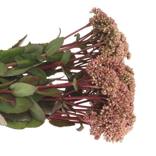 Sedum rosa/rot Natur Matrona 55cm