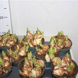 Narzisse Tete A Tete Schnapch. Von Uhr T10 H015