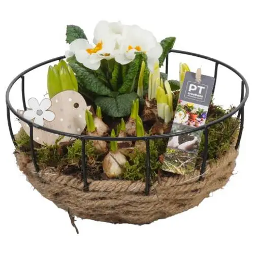 Zwiebel.Arr mix PTBM1473 T25 H020