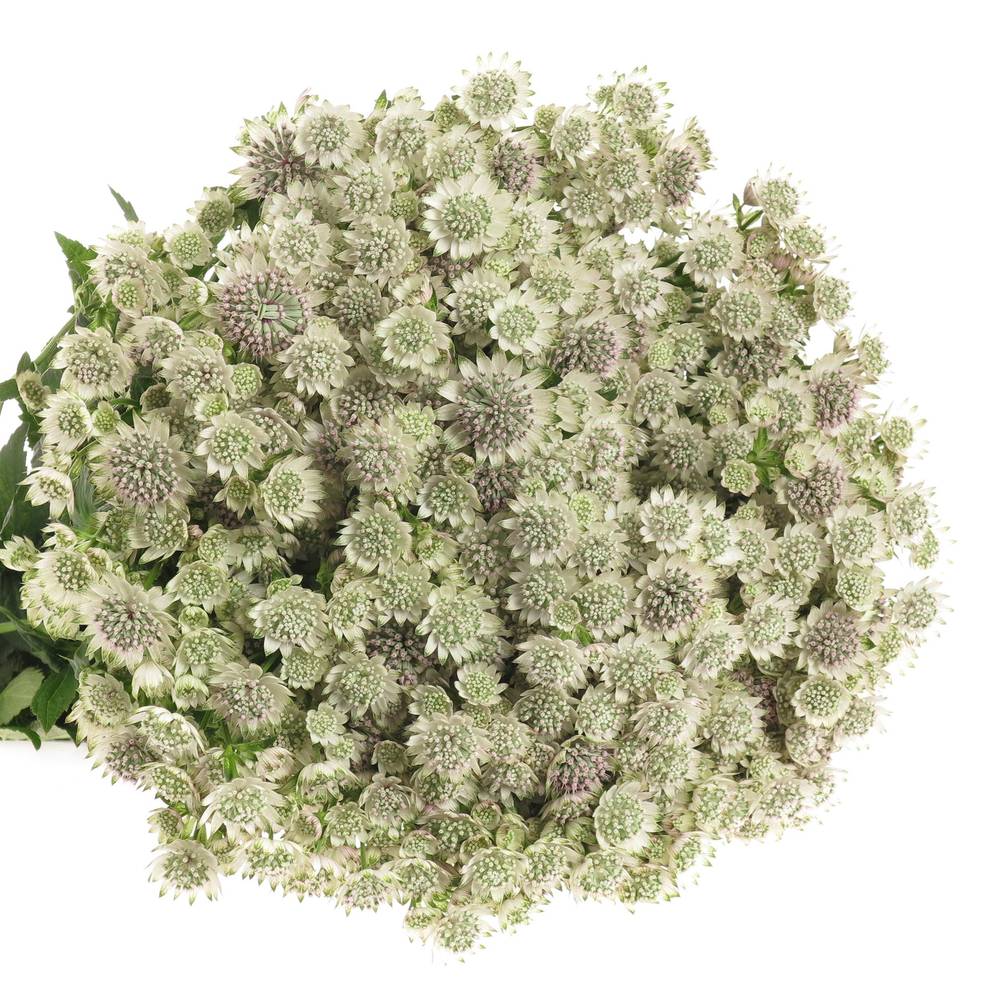 Astrantia creme/weiss Billion Stars XL 60cm