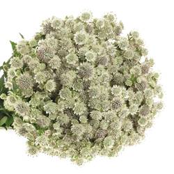 Astrantia creme/weiss Billion Stars XL 60cm