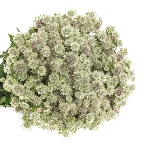 Astrantia creme/weiss Billion Stars XL 60cm