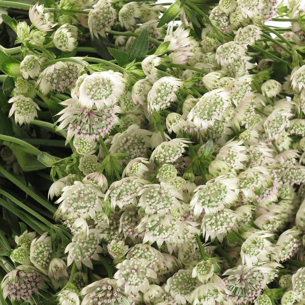 Astrantia creme/weiss Billion Stars XL 60cm