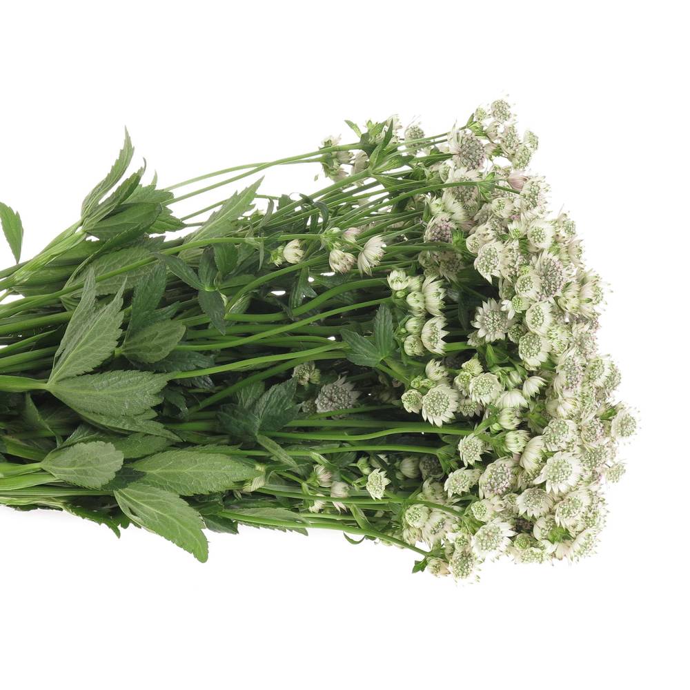 Astrantia creme/weiss Billion Stars XL 60cm
