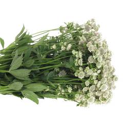 Astrantia creme/weiss Billion Stars XL 60cm