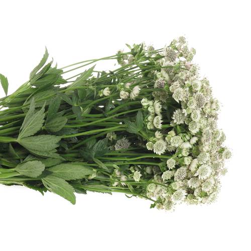 Astrantia creme/weiss Billion Stars XL 60cm