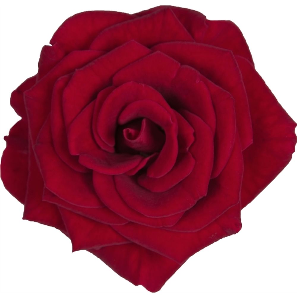 Rosa Palace rot T17 H35