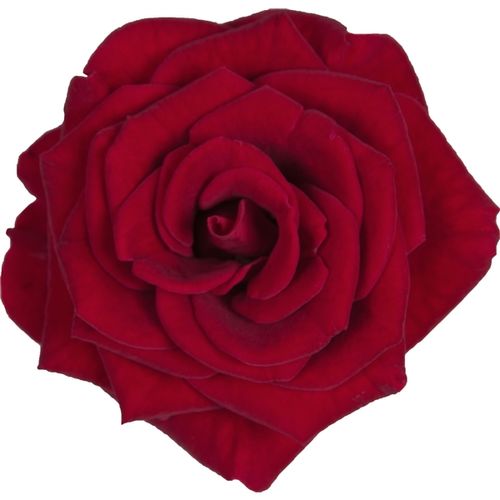 Rosa Palace rot T17 H35