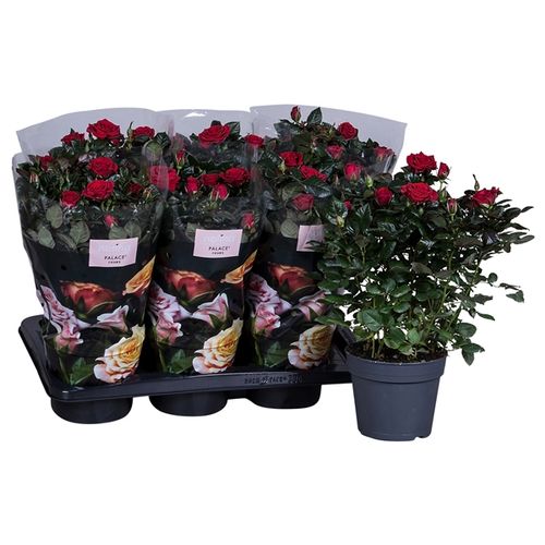 Rosa Palace rot T17 H35