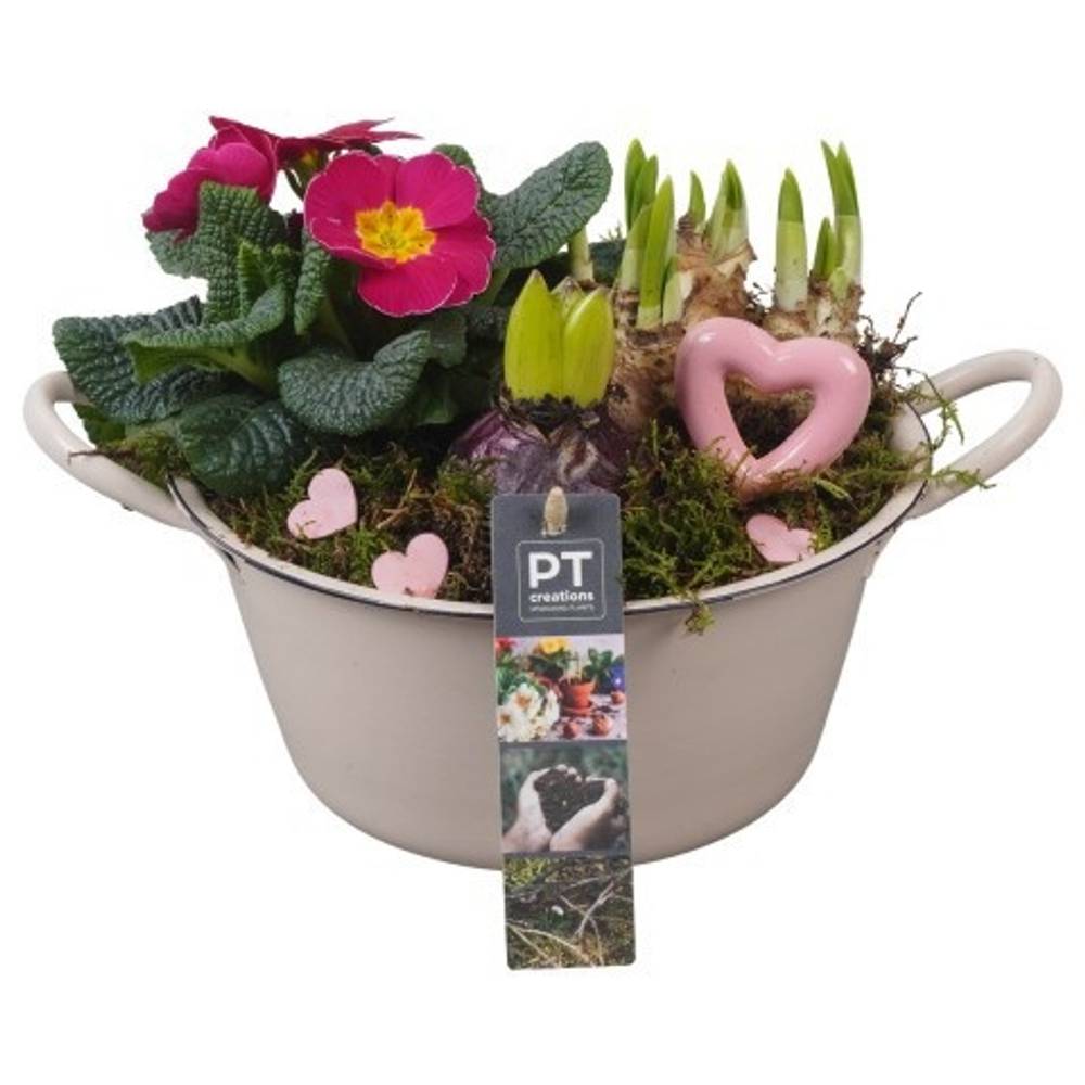 Garten.Arr PTVO3613 T19 H021