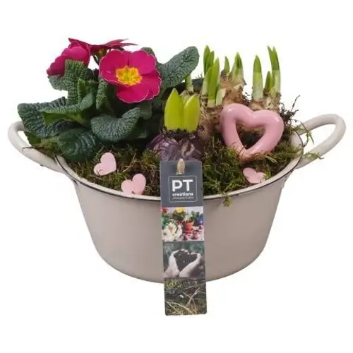 Garten.Arr PTVO3613 T19 H021