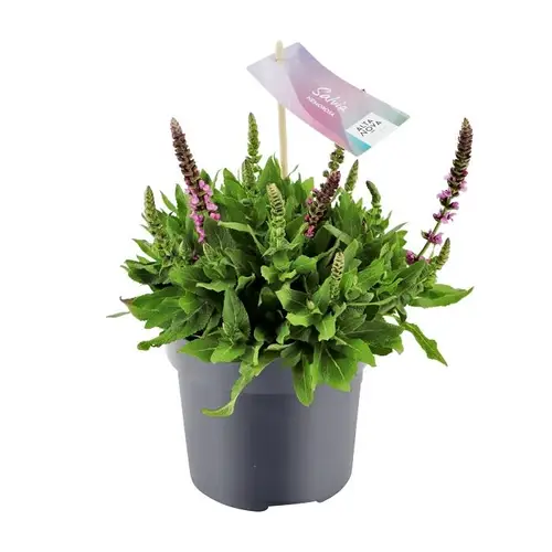 Salvia Nem rosa T17 H30