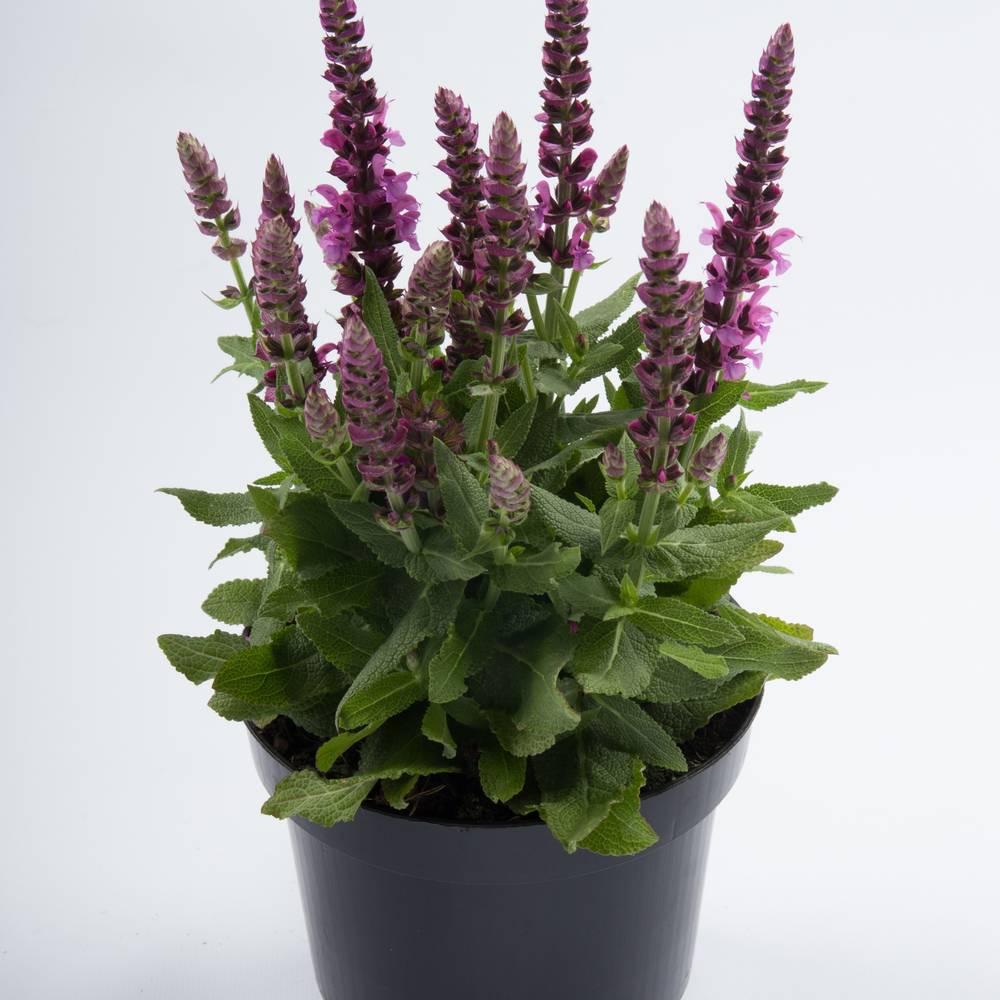 Salvia Nem rosa T17 H30