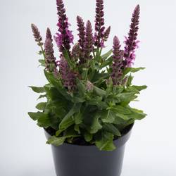 Salvia Nem rosa T17 H30