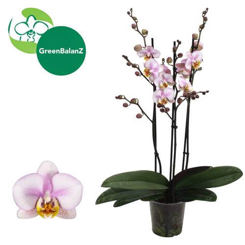 Phal.3-R creme/hell rosa Corolla Beach T12 H055