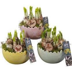 Narzis.Arr mix PTNP4493 Ostern T15 H021