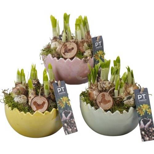 Narzis.Arr mix PTNP4493 Ostern T15 H021