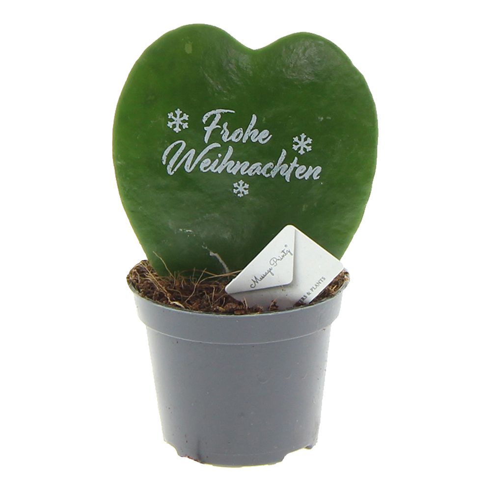 Hoya Kerrii mit Frohe Weihnachten T06 H11