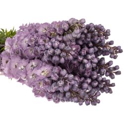 Delphinium pink Purple 60cm