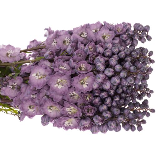 Delphinium pink Purple 60cm