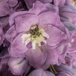 Delphinium pink Purple 60cm