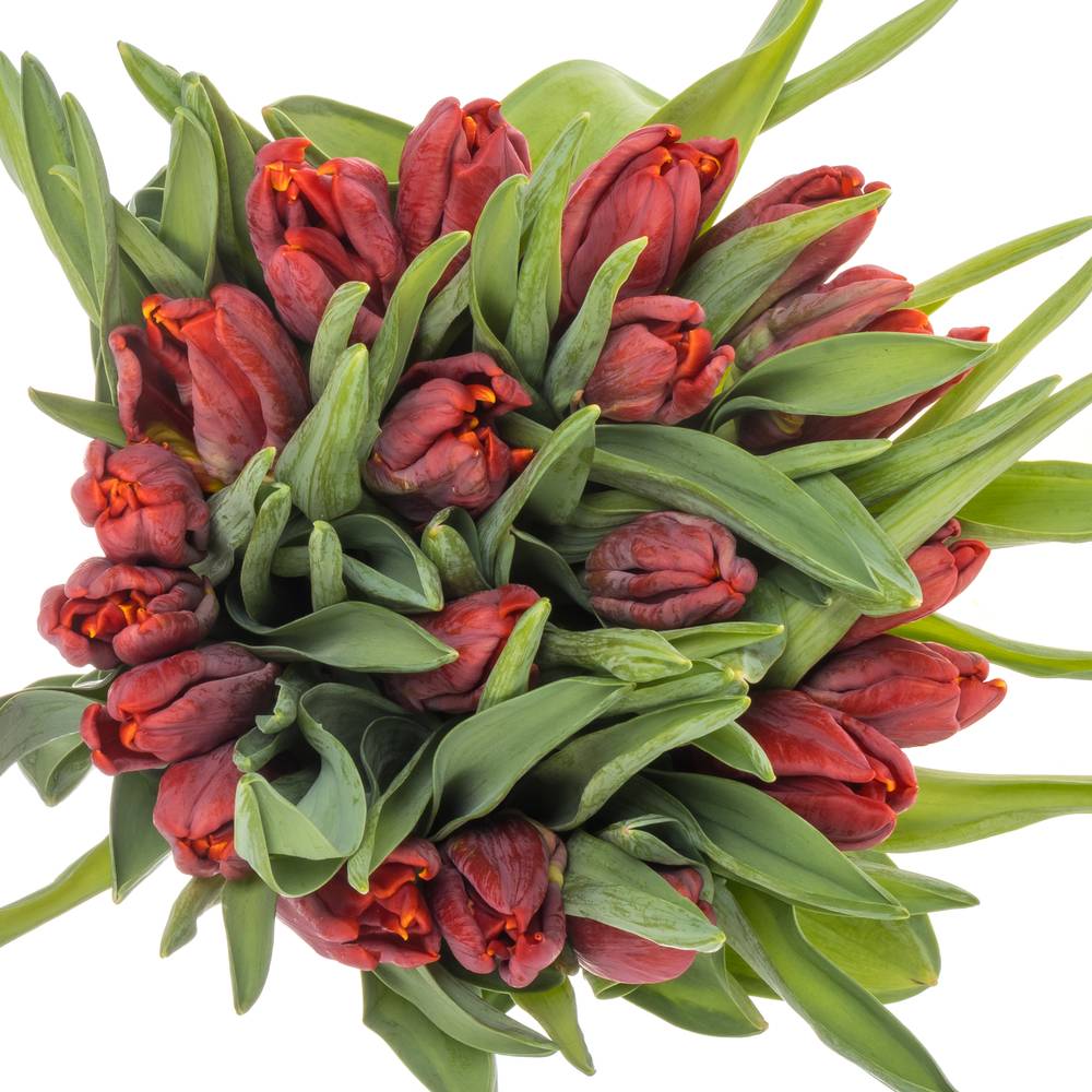 Tulpe rot Abracadabra 36 Gramm