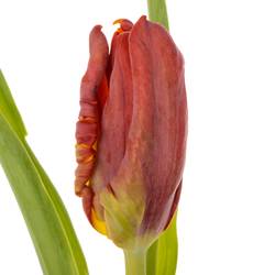 Tulpe rot Abracadabra 36 Gramm