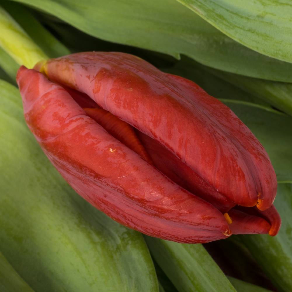 Tulpe rot Abracadabra 36 Gramm