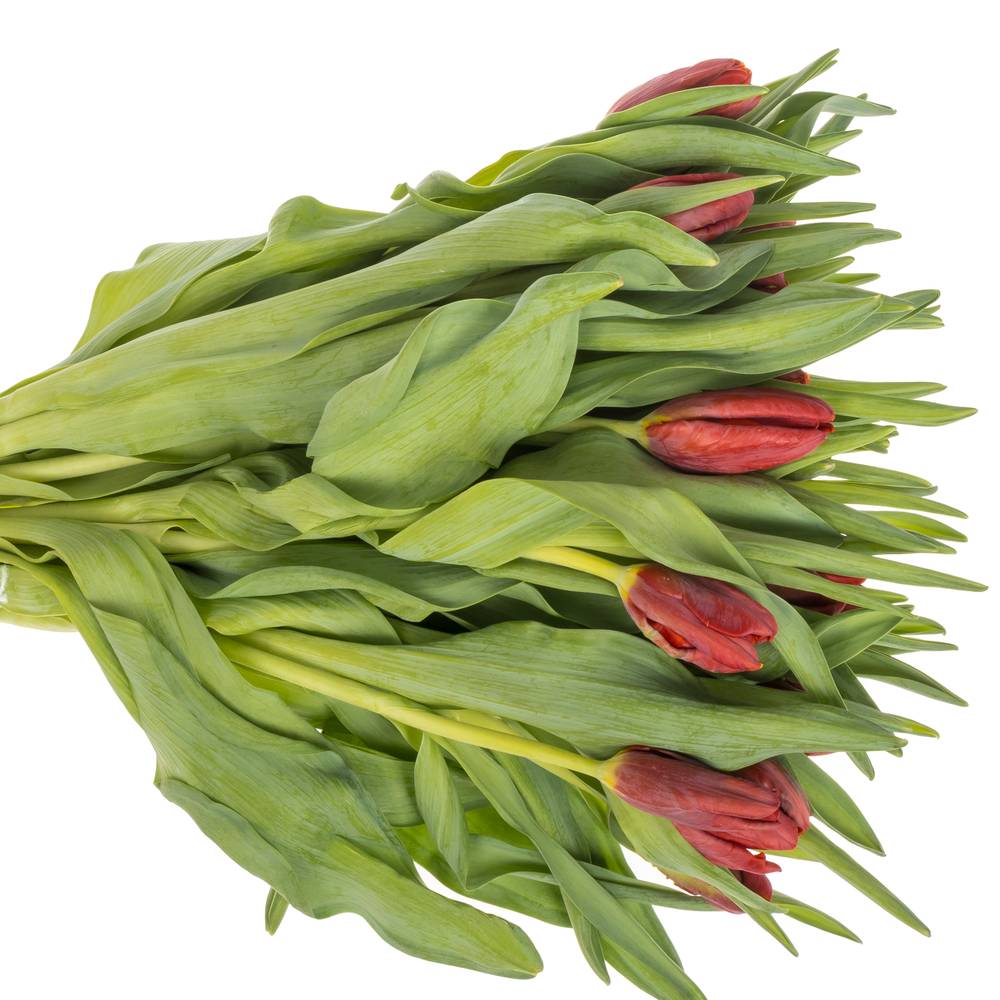 Tulpe rot Abracadabra 36 Gramm