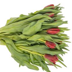 Tulpe rot Abracadabra 36 Gramm