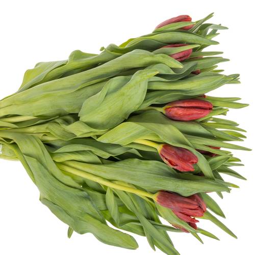 Tulpe rot Abracadabra 36 Gramm