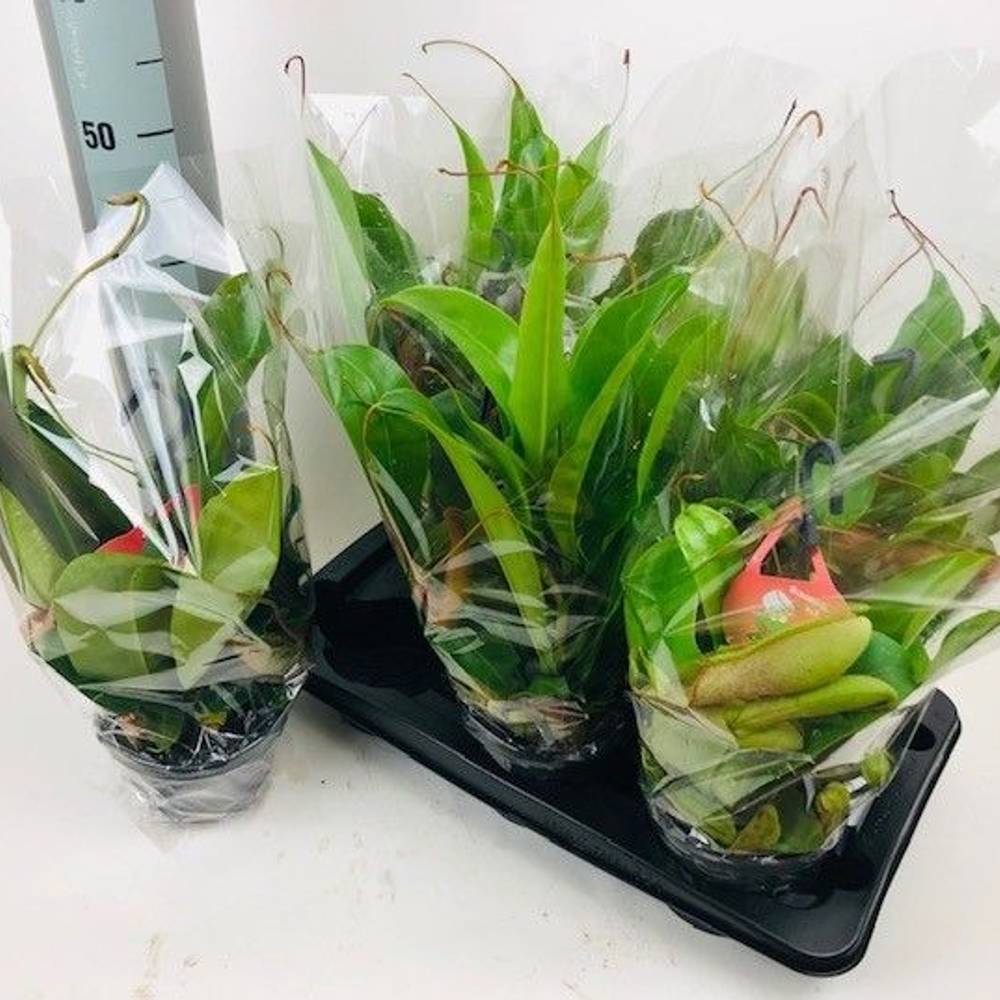 Nepenthes mix T15 H030