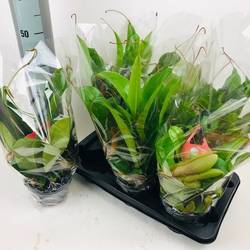 Nepenthes mix T15 H030