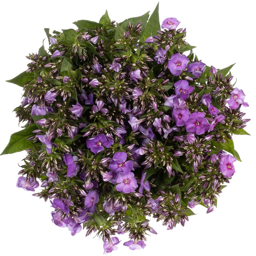 Phlox lila Crissy 50cm