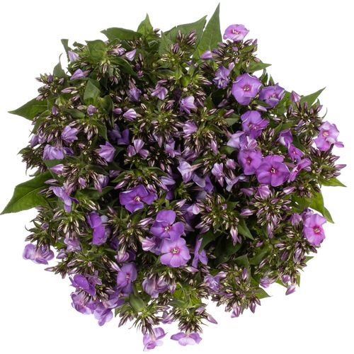 Phlox lila Crissy 50cm