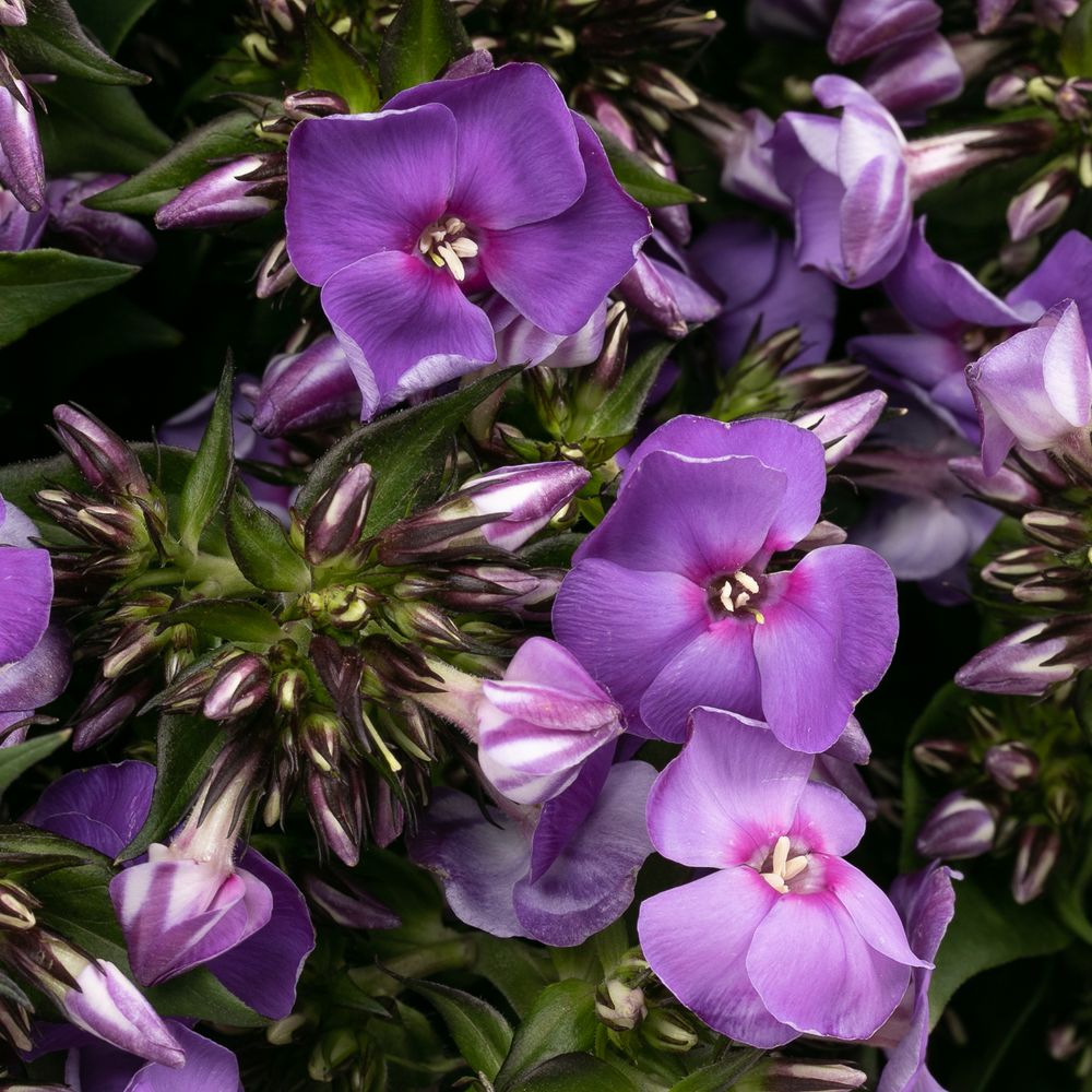 Phlox lila Crissy 50cm