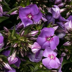 Phlox lila Crissy 50cm
